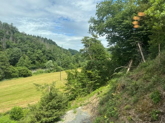 Blick ins Grüne