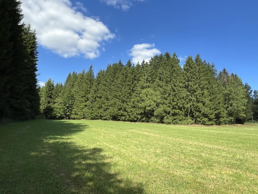  Blick zum Wald mit der Wiese