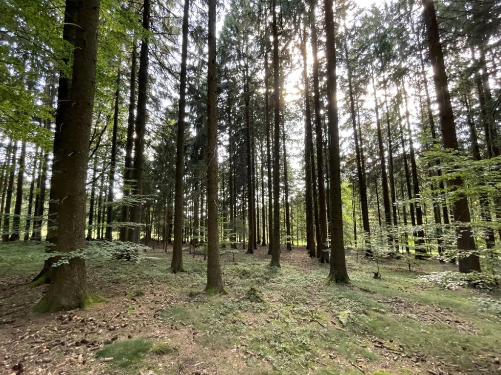 Waldblick