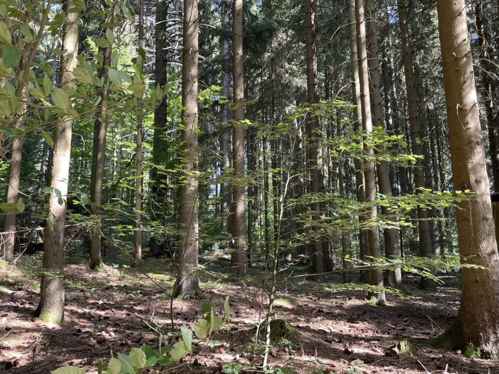  Blick in den Wald