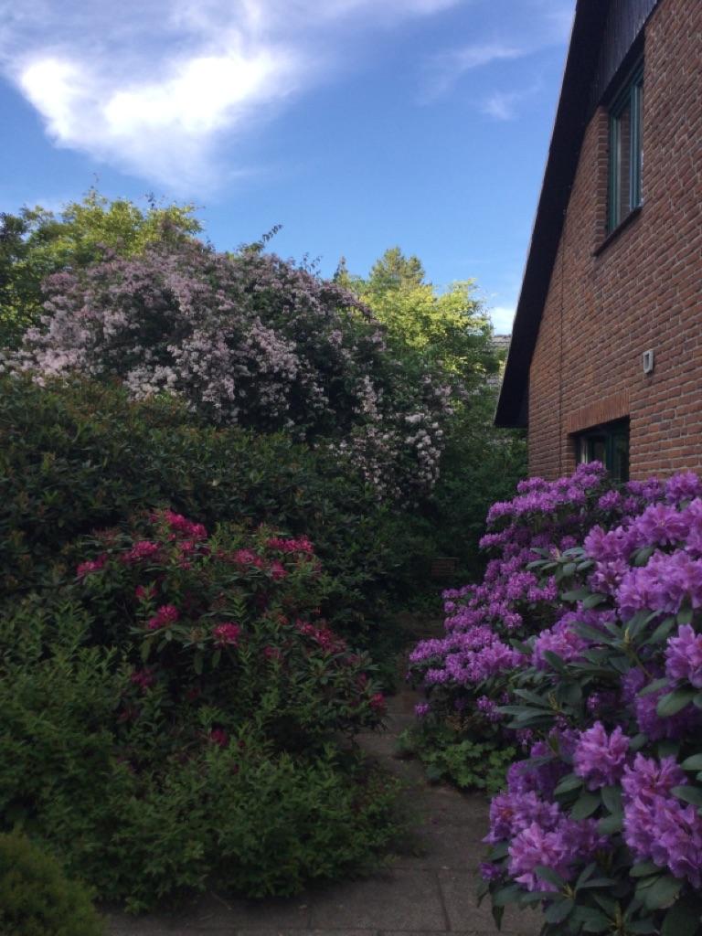 Rhododendren 