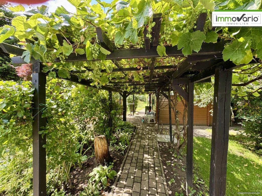 Weinreben Pergola