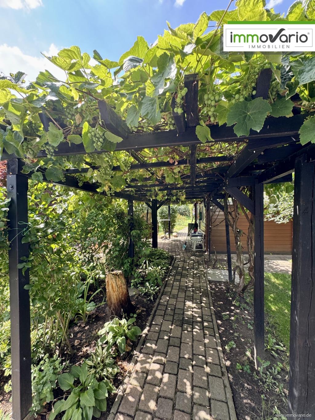 Weinreben Pergola