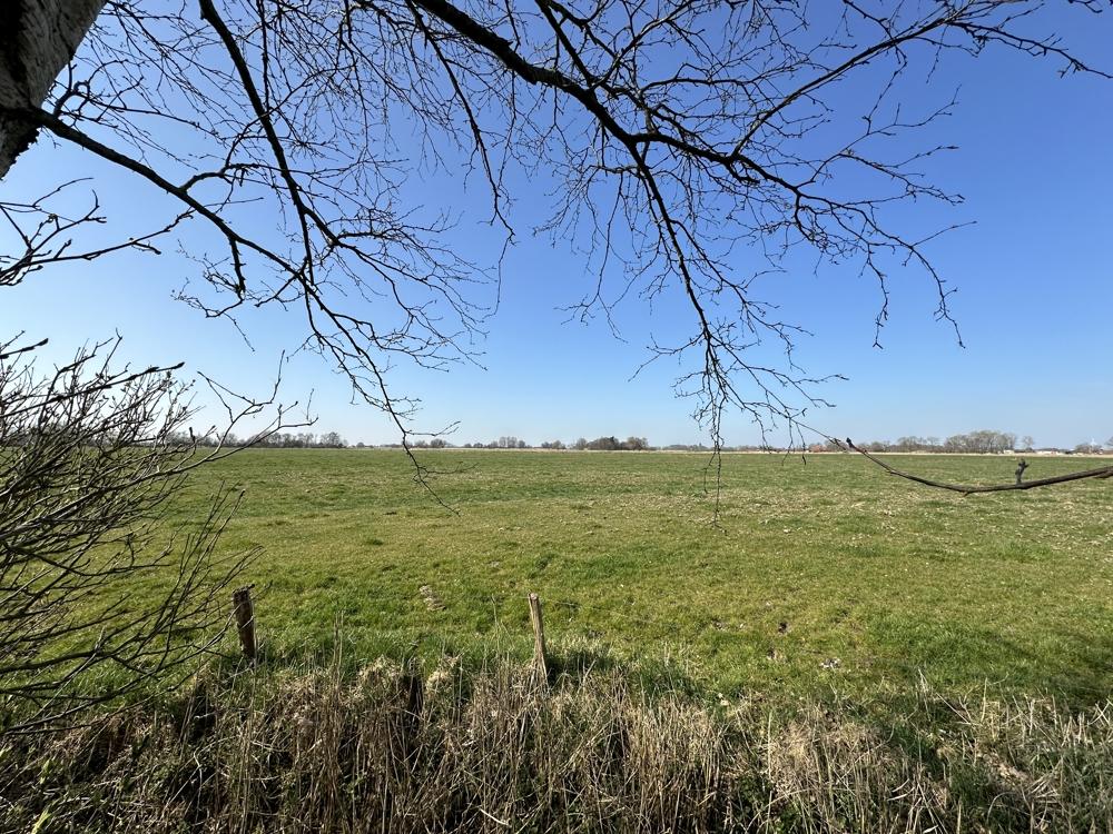 Blick auf die Wiese