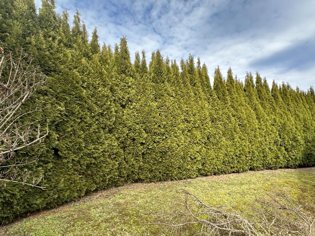 Große Thuja-Hecke.jpeg