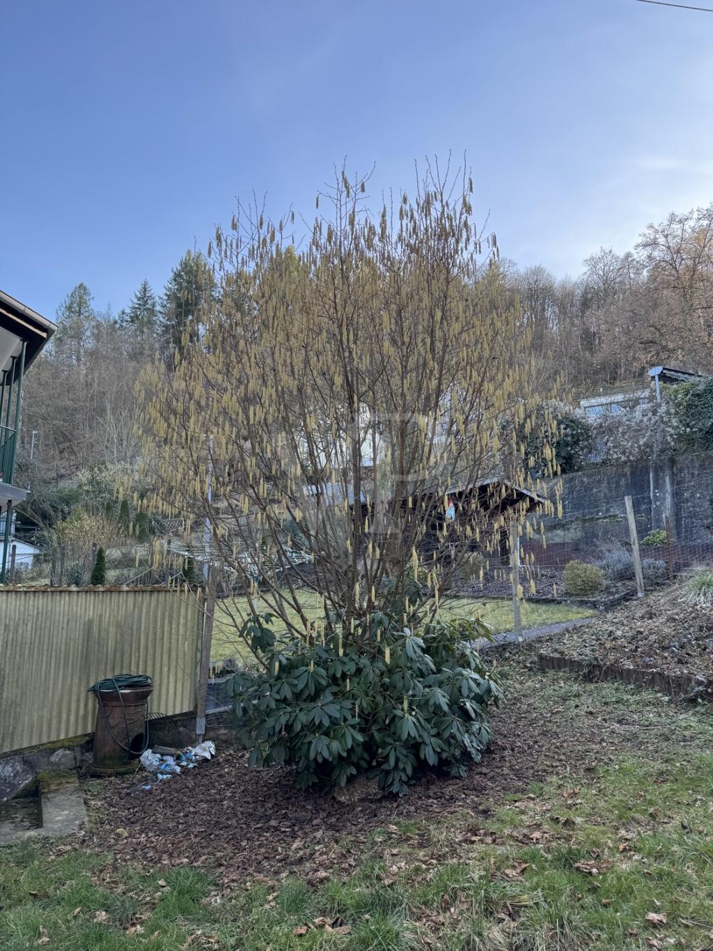 Garten (2)
