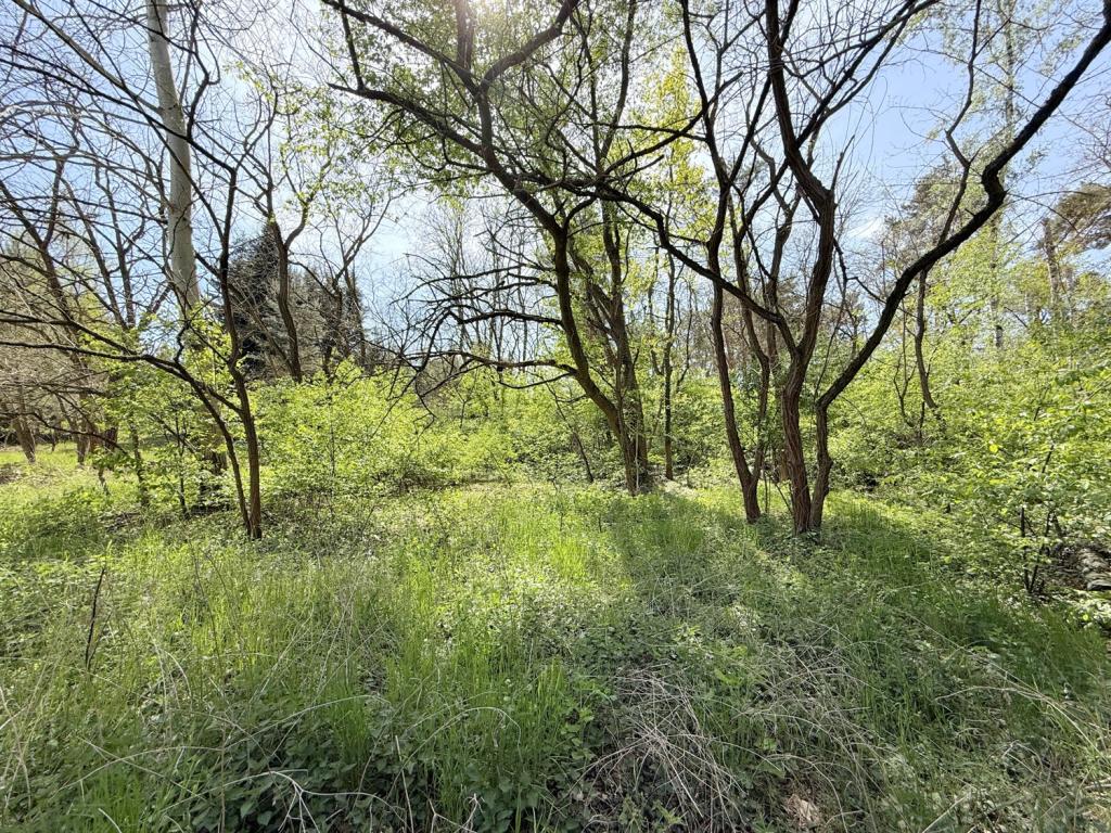 eigener Wald im Garten