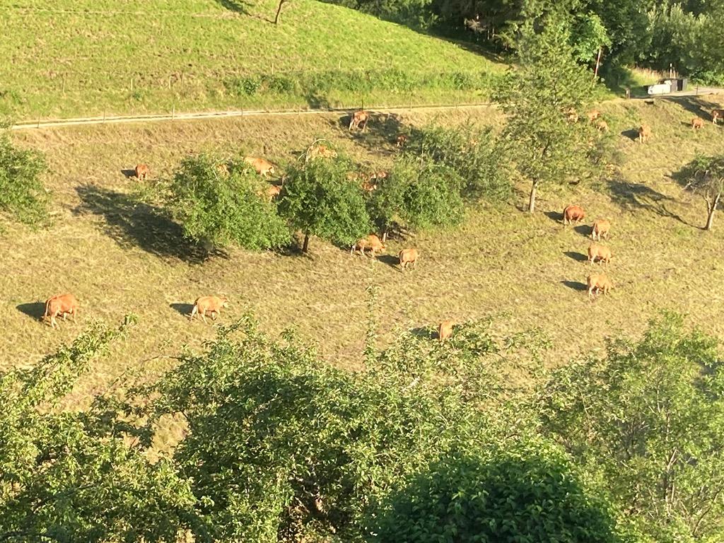 Wohnung in Bollschweil - Foto 2