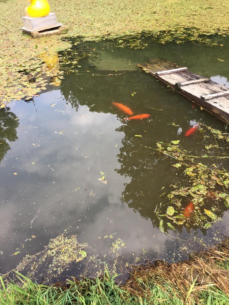 Wohnung in Bollschweil - Foto 1