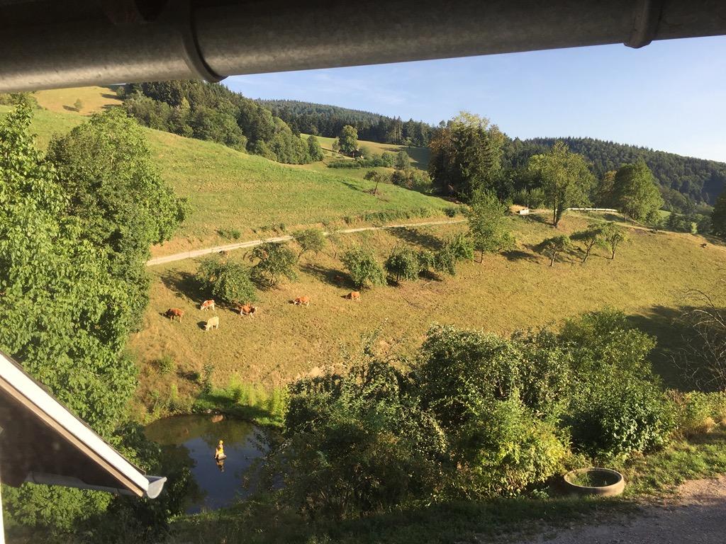 Wohnung in Bollschweil - Foto 4