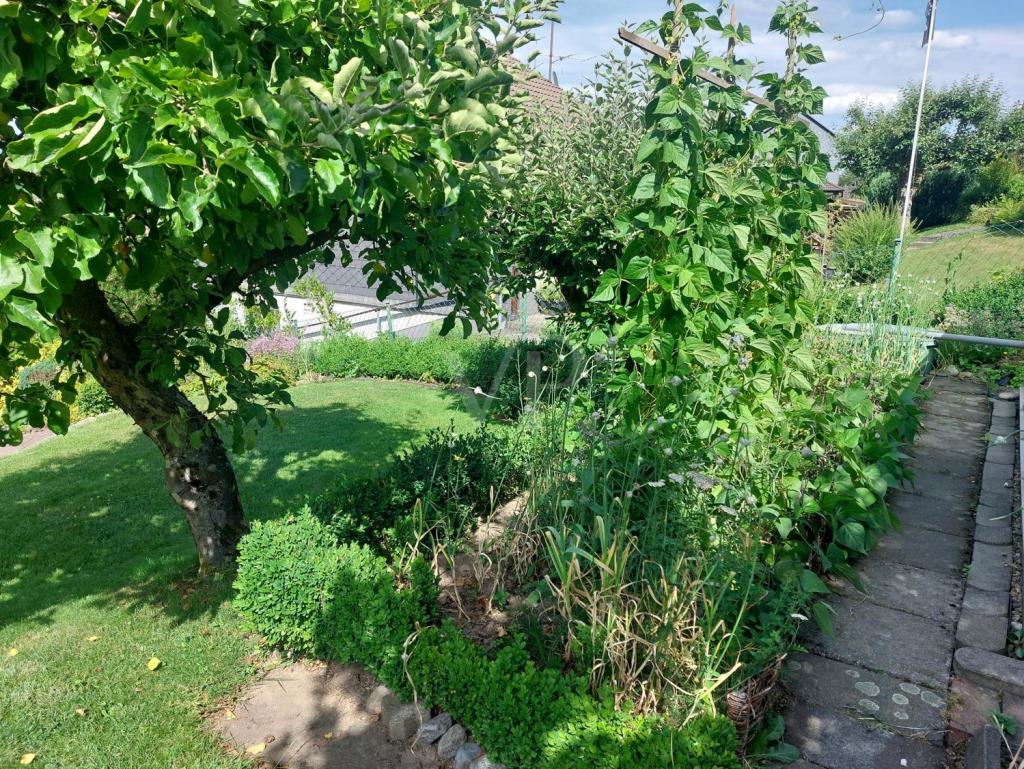 Gemüsegarten