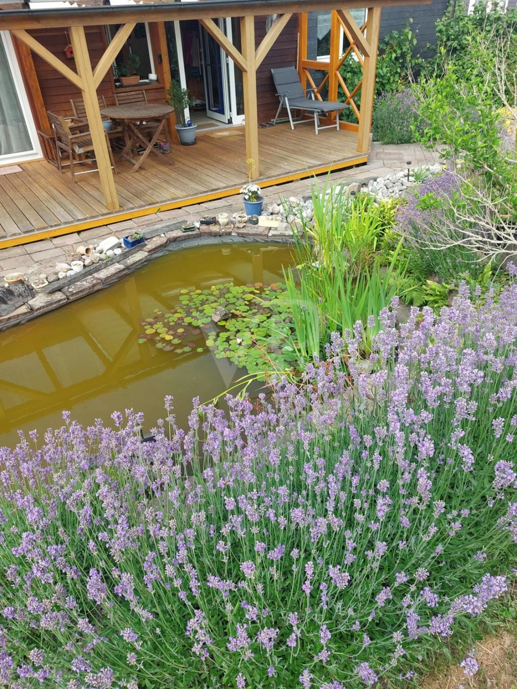 Blick vom Garten