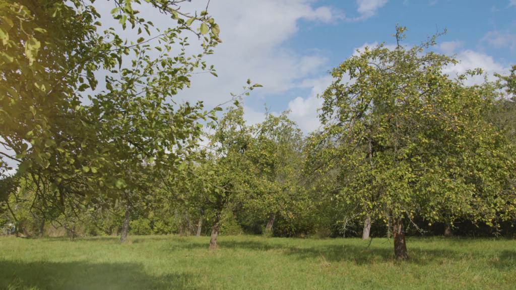 Streuobstwiese