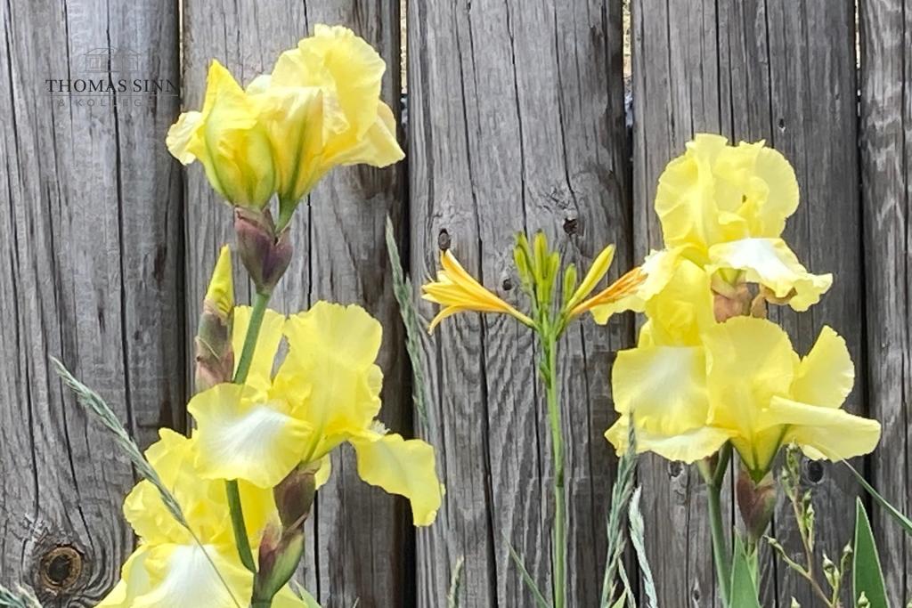 Gartenimpressionen