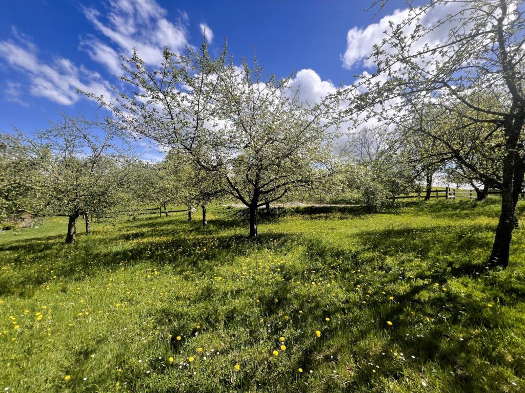 Obstblüte