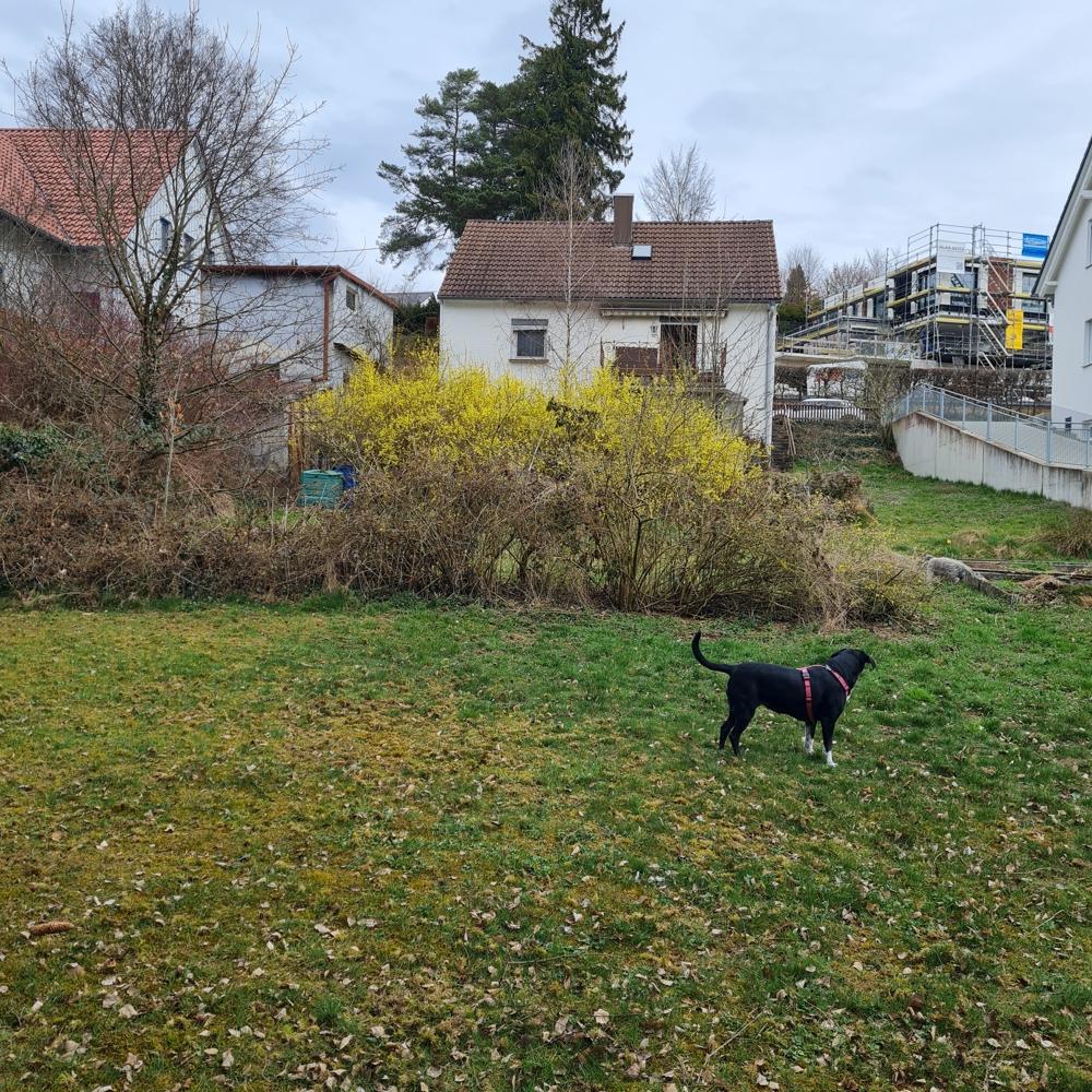 Gartenansicht mit Blick zum Haus