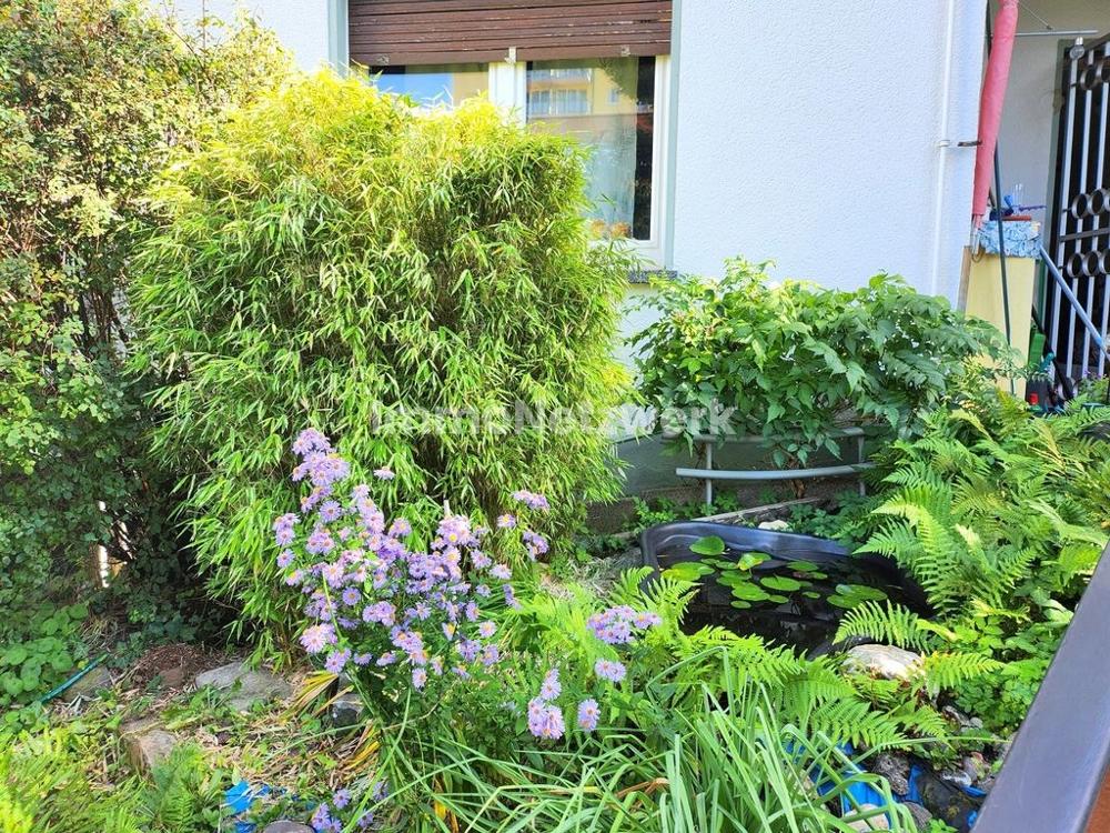 19_Garten_Zierteich