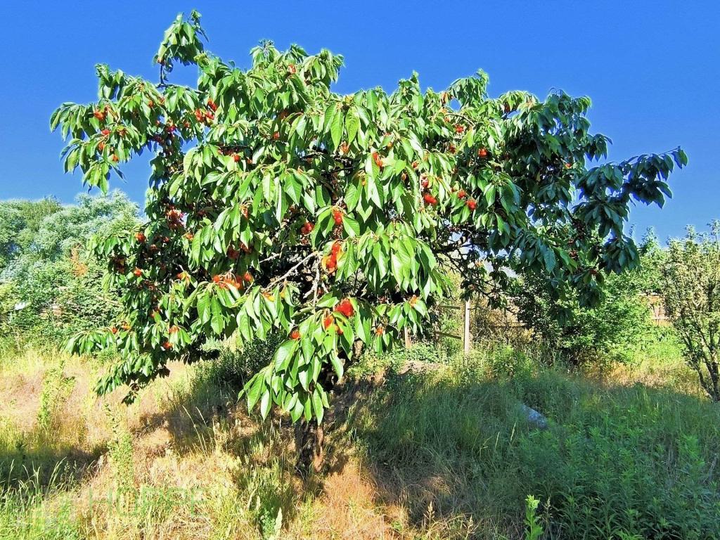 Kirschbaum