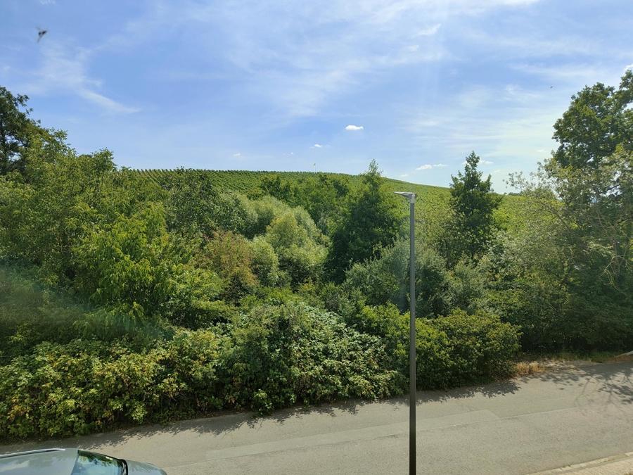OG: Blick