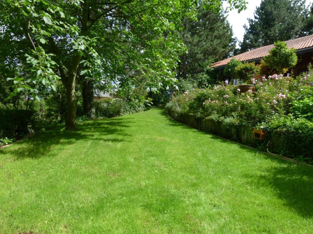 Rasen im Sommer