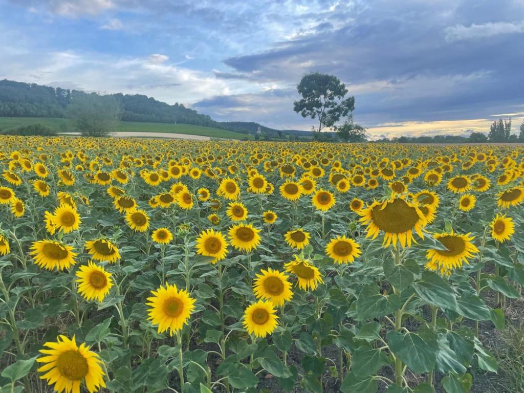 Sommerlandschaft