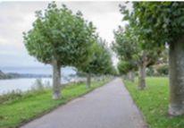 Am Rhein 