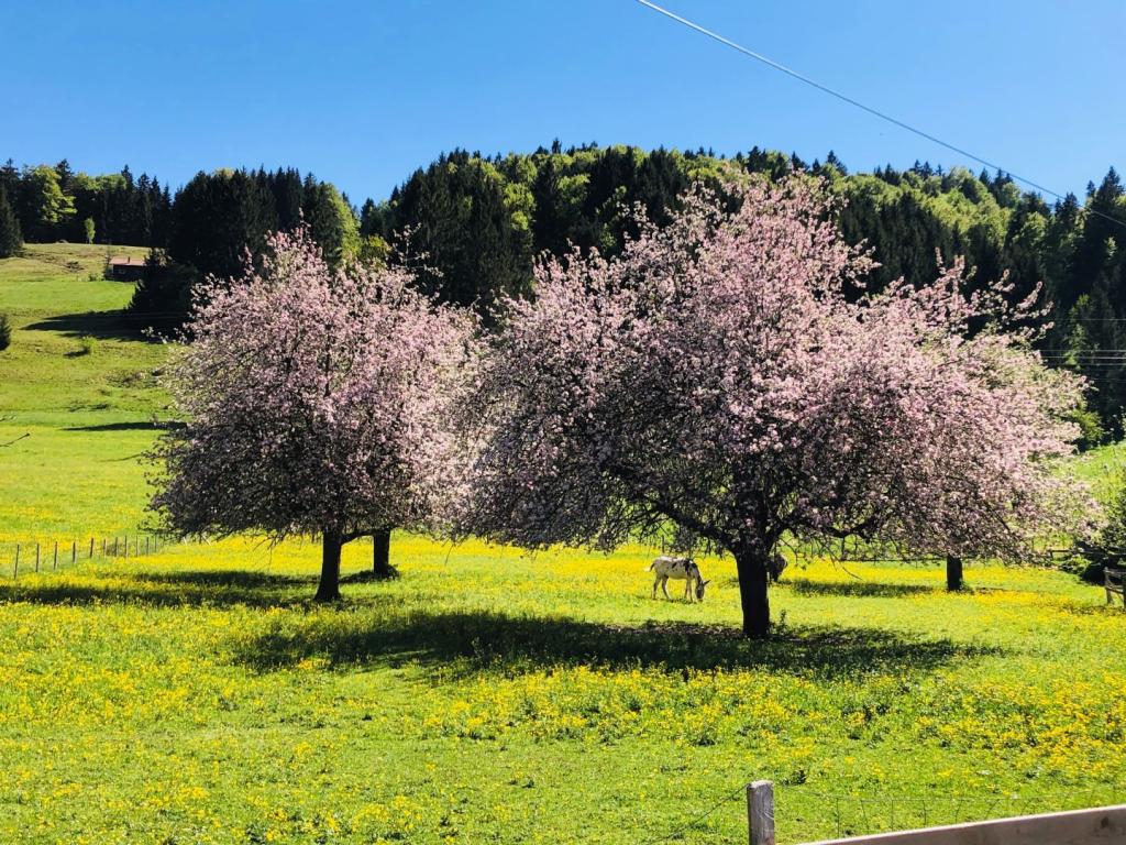 Umgebung Sommer