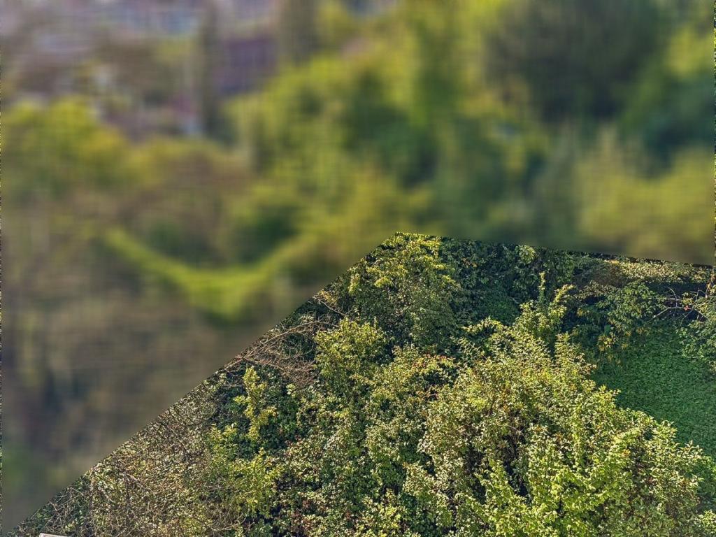 Garten Ansicht 1