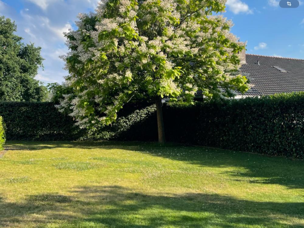 Immobilie in Diepholz - Gehobene Stadtvilla mit vielfältigen Nutzungsmöglichkeiten - Bild 2