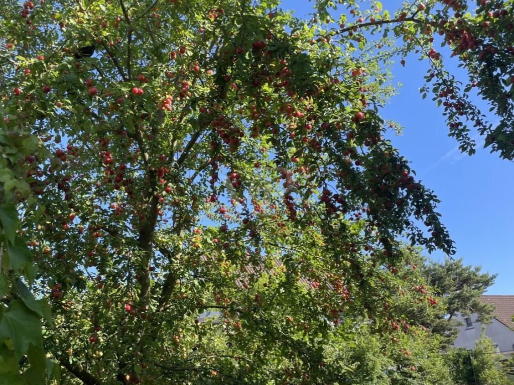 Obstbaumbestand Mirabellen