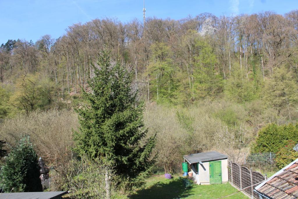 angrenzender Wald