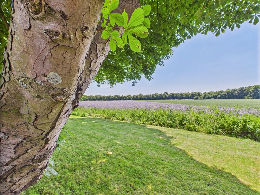 Blick aus dem Garten