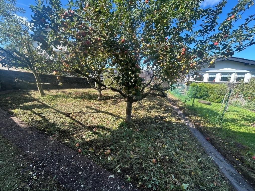 Obstbaumwiese neben dem Haus