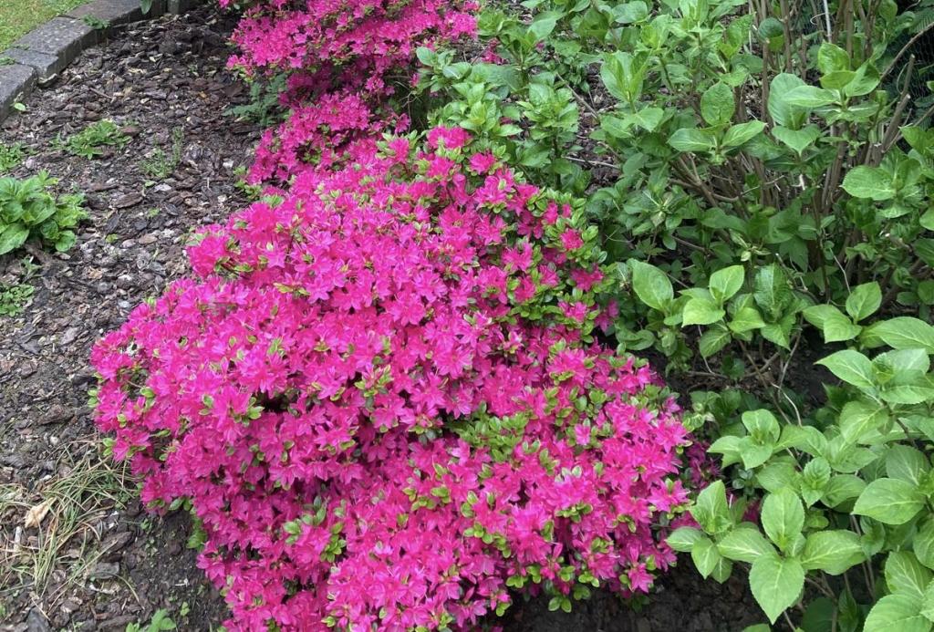 Frühling in Garten