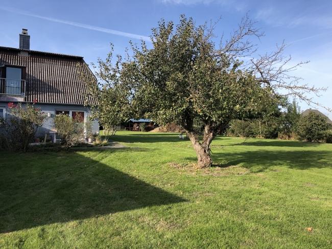 Blick in den Garten