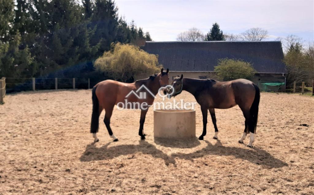 Sandpaddock