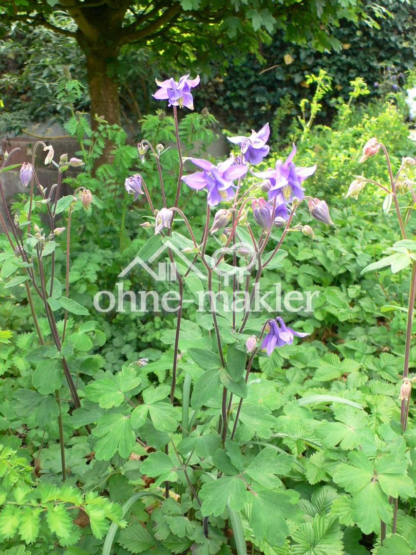 Garten vor Wohn- u. Schlafzi.