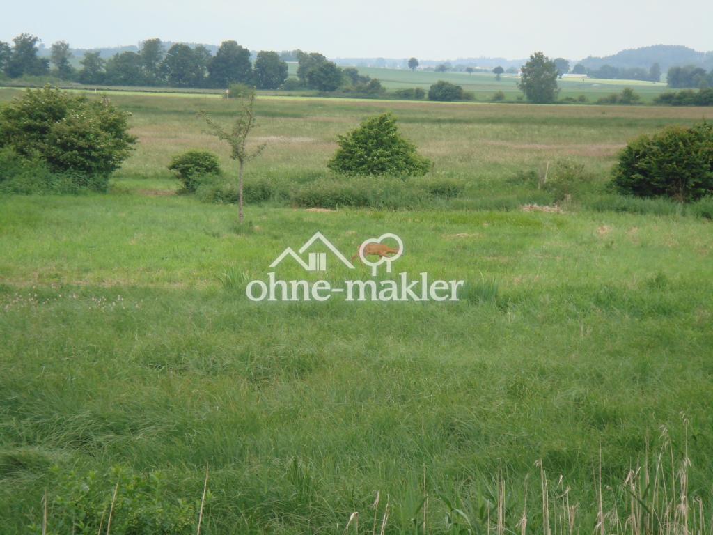 Rehe vor der Terrasse