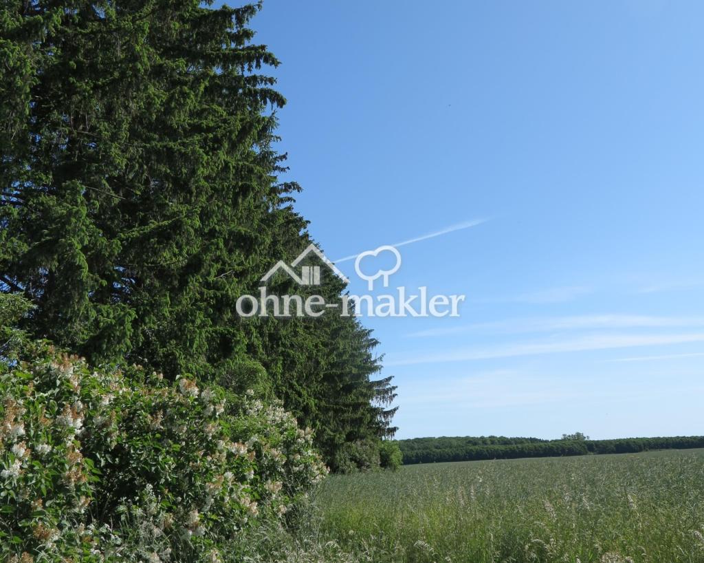 der 'Wald'teil Ri. Feldseite