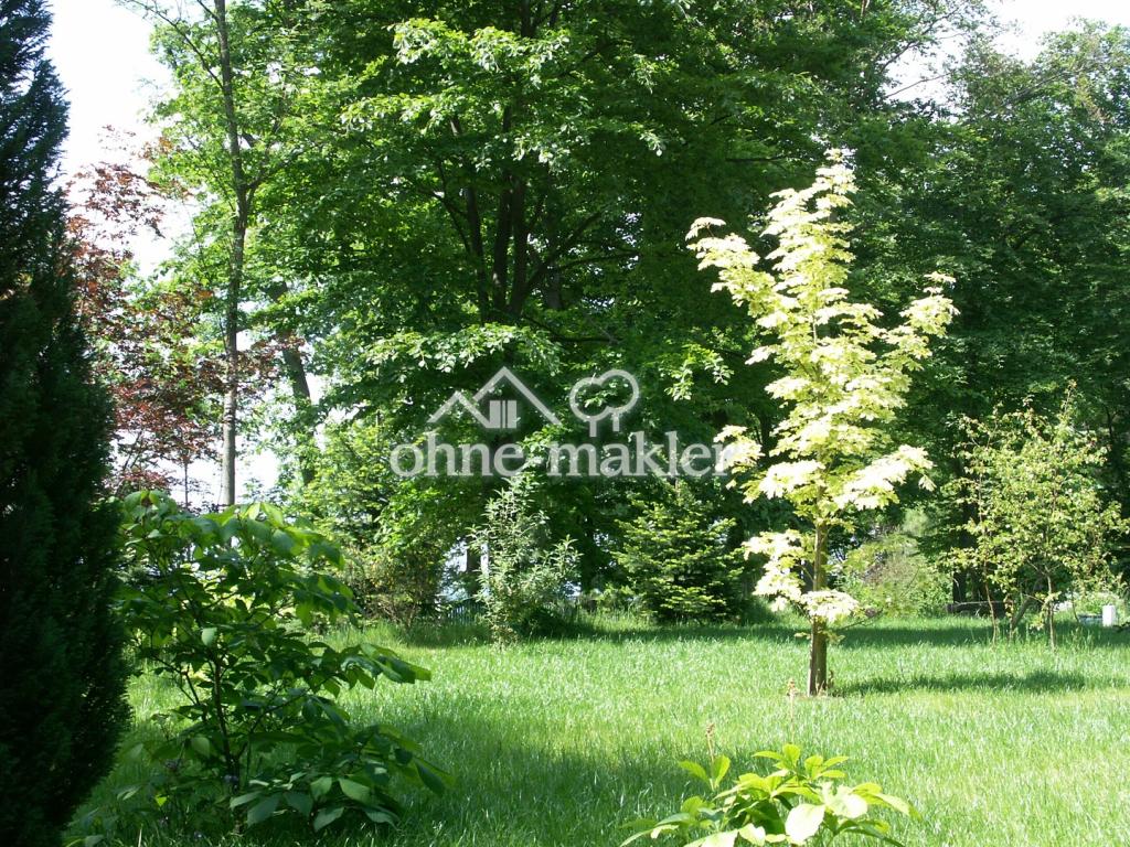 Liegewiese mit Ahornbaum
