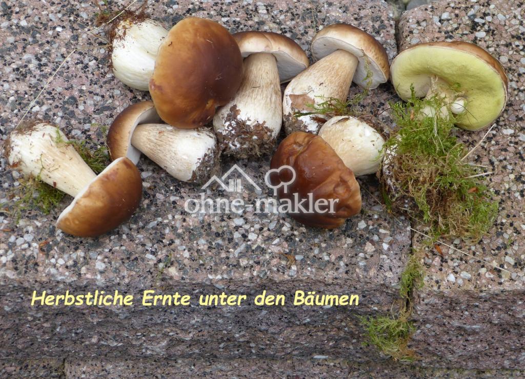 Steinpilzernte im Garten