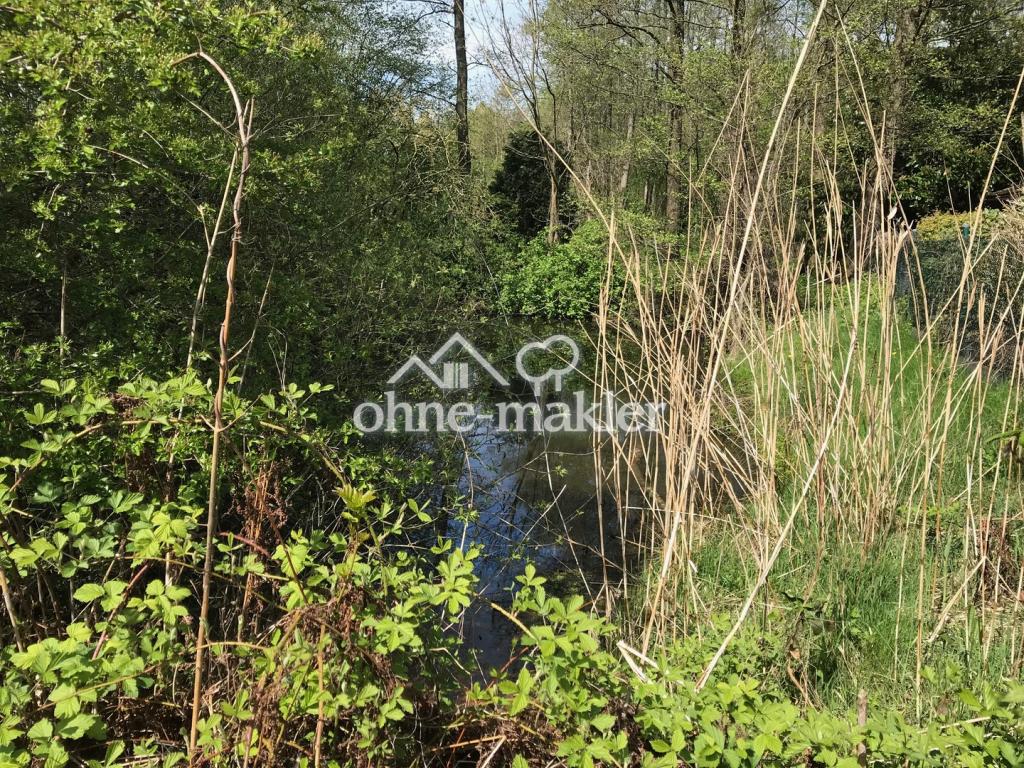 N Teich - Blick nach N