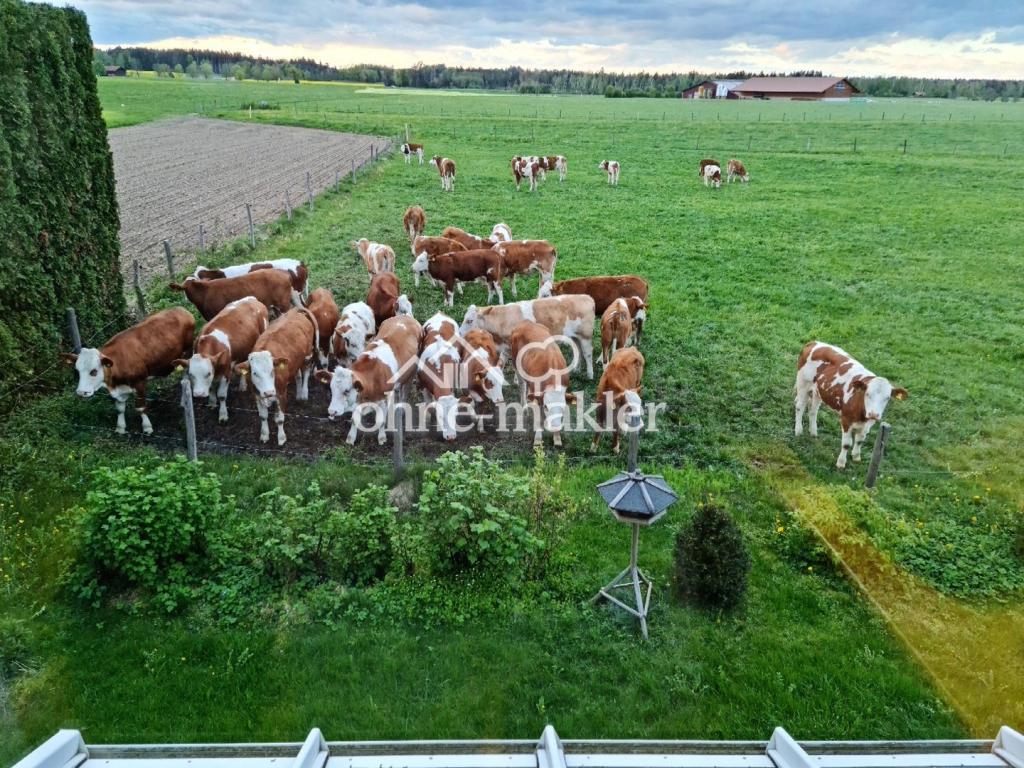 Blick v ArbZi auf Kuhweide 