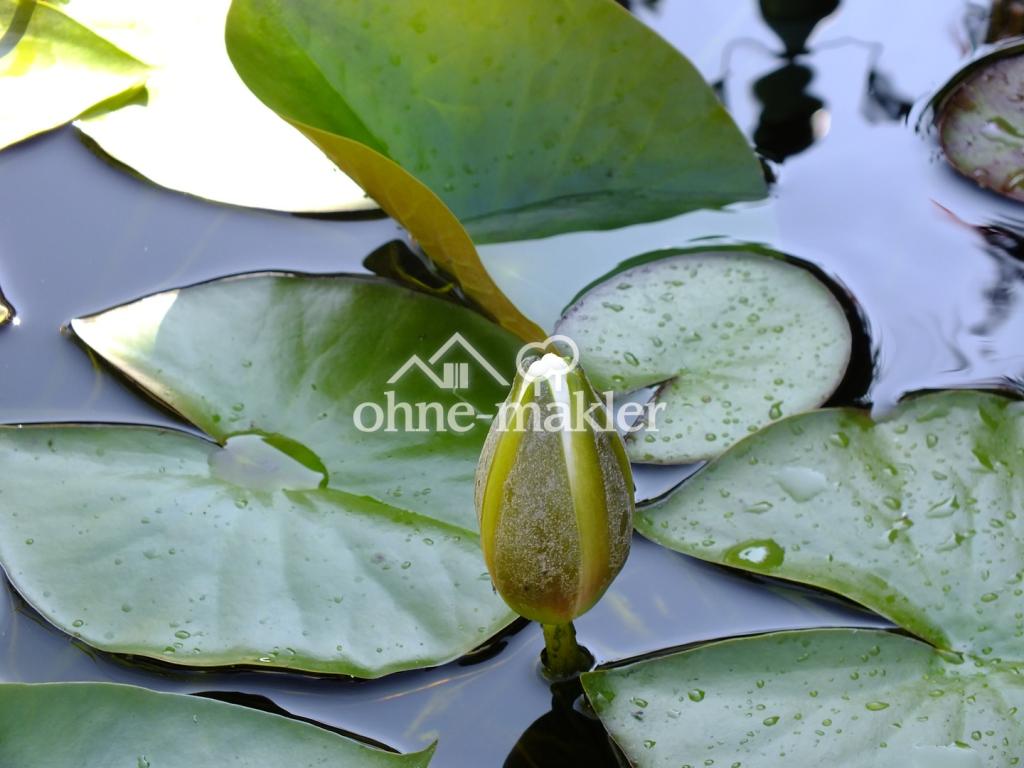 Gartenteich mit Seerose