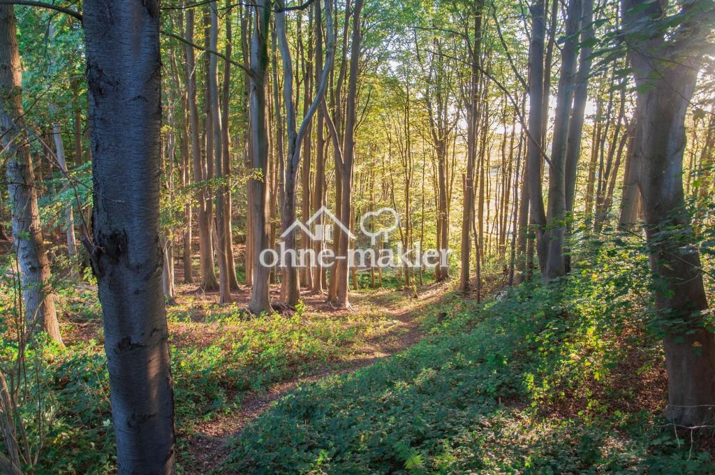 Weg durch den eigenen Wald
