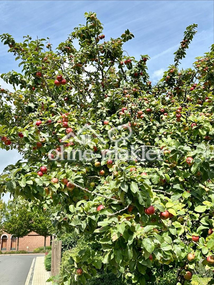Obstbaum2