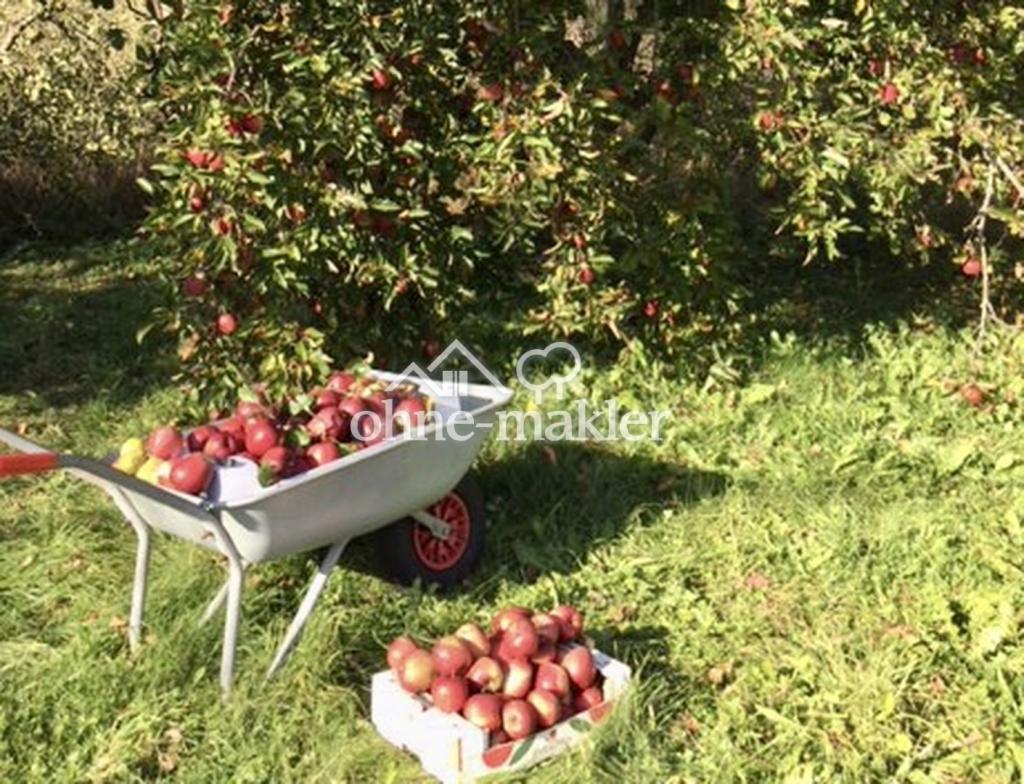 Obstgarten