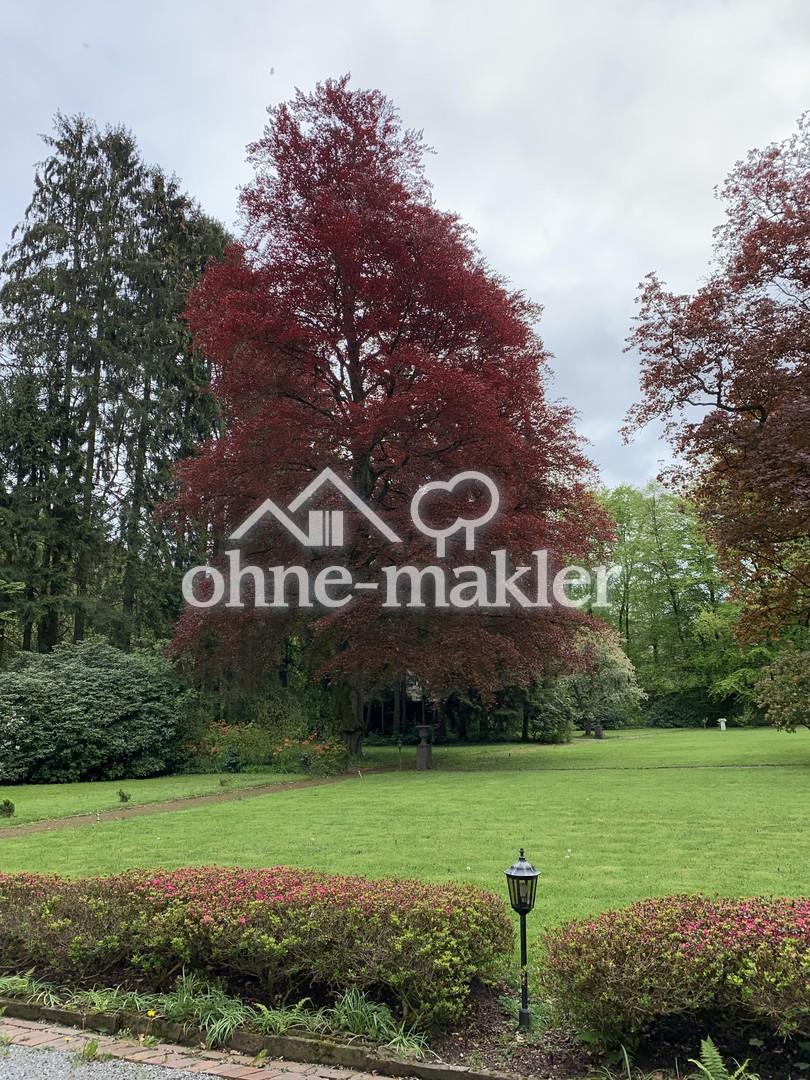 Alter Baumbestand im Park