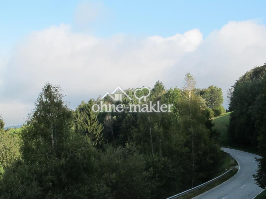 Wald und Verbindungsstrasse