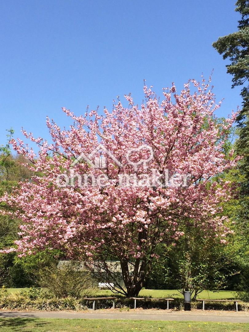 = OHNE MAKLER = AB SOFORT FREI - ruhiges, möbliertes Zimmer in Hamburg - Mitte = - Foto 2